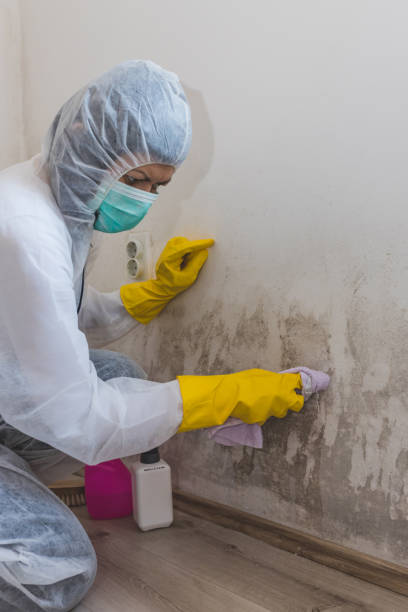 Best Mold-Related Health Consultation  in New Egypt, NJ