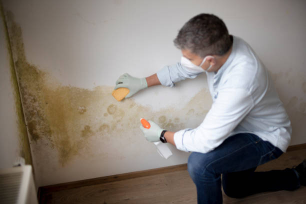 Mold Remediation for Rental Properties in New Egypt, NJ