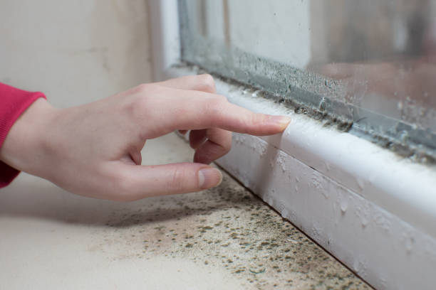 Best Crawl Space Mold Remediation  in New Egypt, NJ